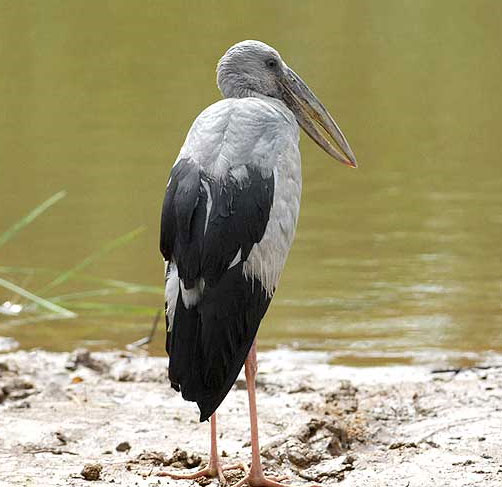 'Strange bird' in Lai Chau is a stork