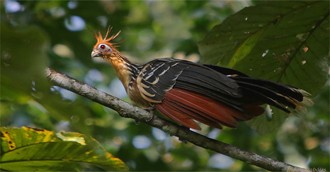 Strange bird smells like feces, fake death