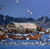 Strange bird village looking to die
