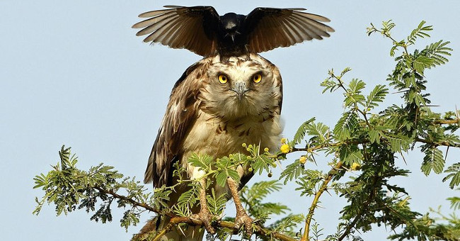 Strange black crow with his head riding an eagle's neck