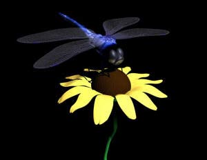 Strange camouflage style of dragonflies