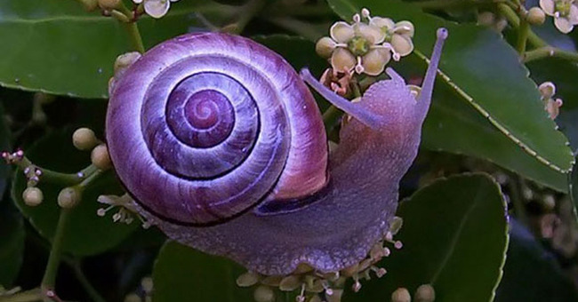 Strange color beautiful creatures