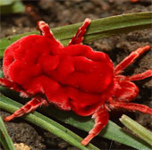 'Strange creature' dubbed 'natural Viagra'