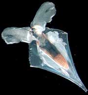 Strange creature under the Bermuda Triangle