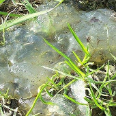 Strange creatures appear after the meteor shower?