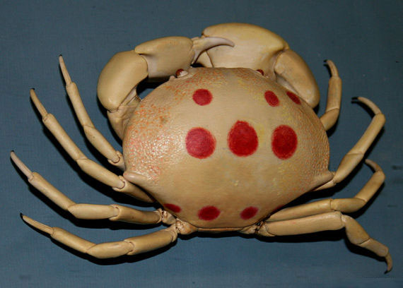 Strange creatures appear on the coast of Hawaii