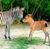 Strange creatures are crossed from zebras and donkeys