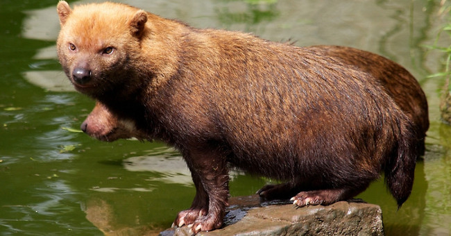 Strange creatures are half like bears, half breeds of dogs cause a stir
