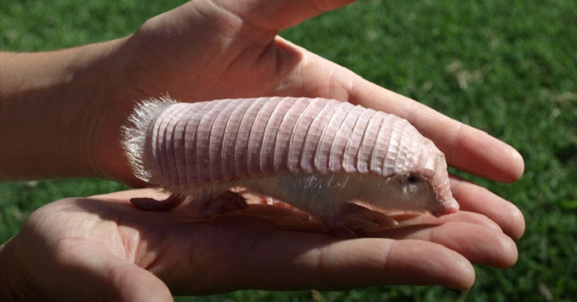 Strange creatures are like sushi pieces, but don't touch ...