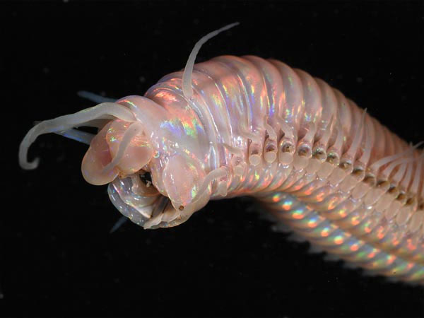 Strange creatures at the