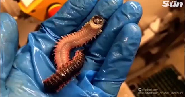 Strange creatures can draw their faces at will