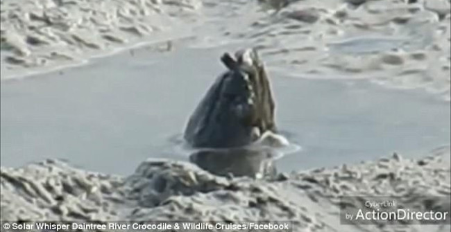 Strange creatures cross their heads on the Australian river