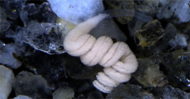 Strange creatures do not have both anus and anus, but survive for over 500 million years