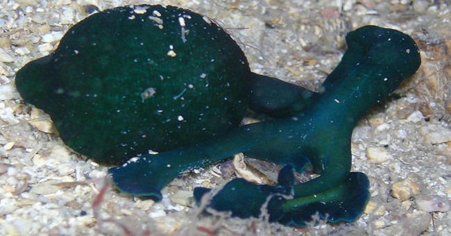 Strange creatures, flexible sex, capturing males in a lifelong body!