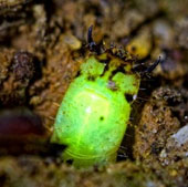 Strange creatures glow themselves to catch prey