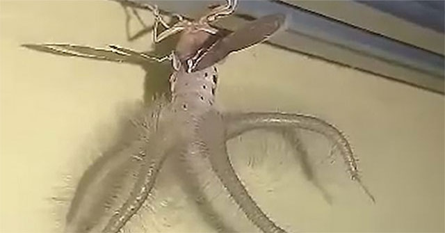 Strange creatures like aliens crawling on the ceiling, terrifying people