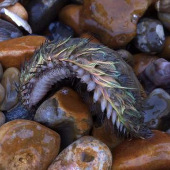 Strange creatures on the ocean floor