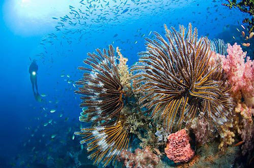 Strange creatures under the seabed of Indonesia