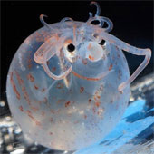 Strange, cute sea creatures