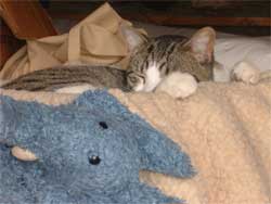 Strange disease: A patient with lymphadenitis caused by cat bugs