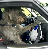 Strange dogs learn to drive cars