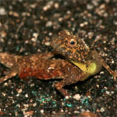 Strange 'dragon' species make use of ribs to fly