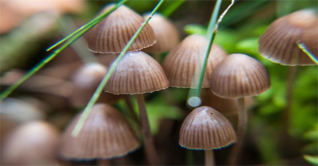 Strange effects of magic mushrooms on the human brain