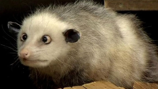 Strange eye rat 'retired'