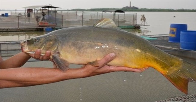 Strange facts like ghost carp in Vietnam