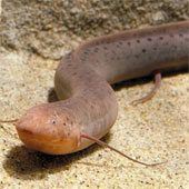 Strange fish and frogs live without water