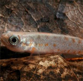 Strange fish can live 2 months on the ground