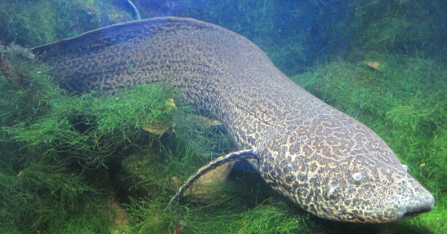 Strange fish can live on land all year without dying