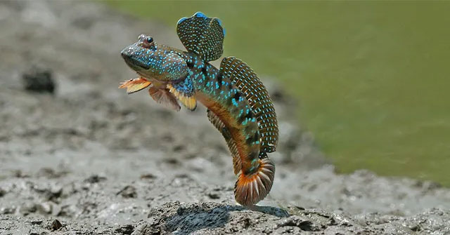Strange fish 'hate water' likes to run and climb trees!