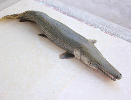 Strange fish species in Vietnam