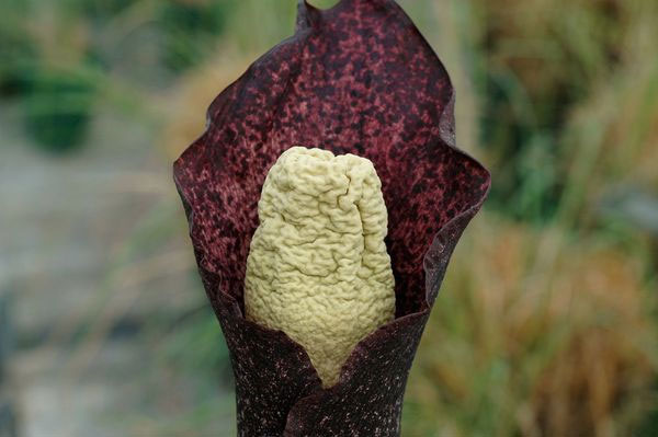 Strange flowers have scent