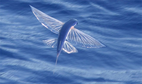 Strange flying fish