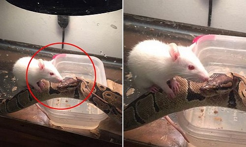 Strange friendship between giant pythons and tiny mice