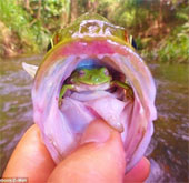 Strange frog 'nest' in the fish's throat