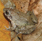 Strange frogs in the world