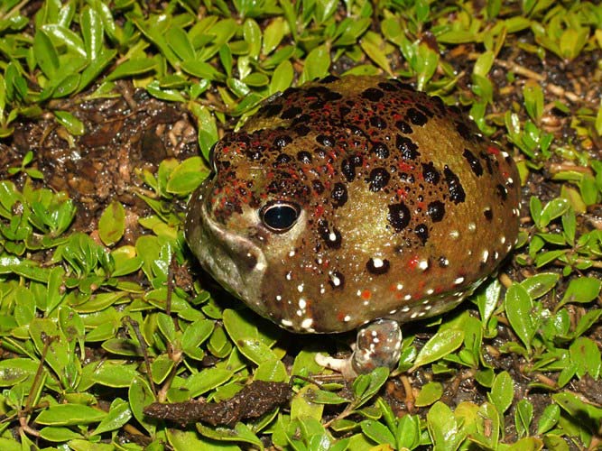 Strange frogs turn themselves into magnets ... suck bait