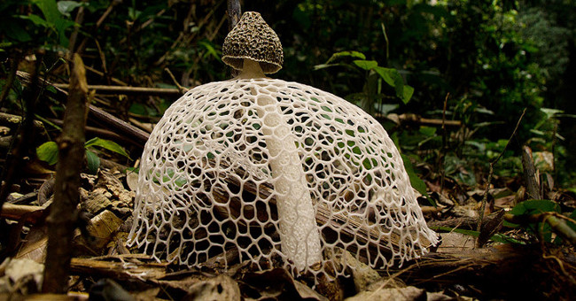 Strange fungus 'cover face' like beauty, the most rare and precious in Vietnam