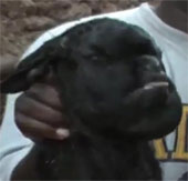 Strange goat bears a human face