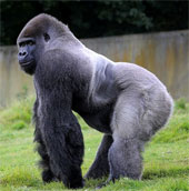 Strange gorillas come back like people