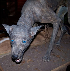 Strange green, skin-covered creatures are said to be the legendary Chupacabra monsters