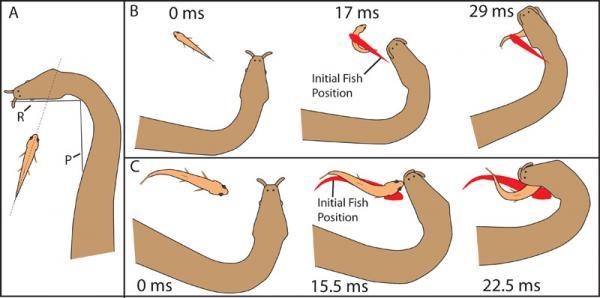 Strange hunting method of snake water