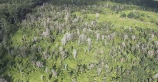 Strange illness killed hundreds of thousands of trees in Hawaii