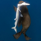 Strange image: Seals cut shark meat