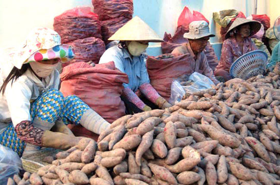 Strange insects attack sweet potatoes