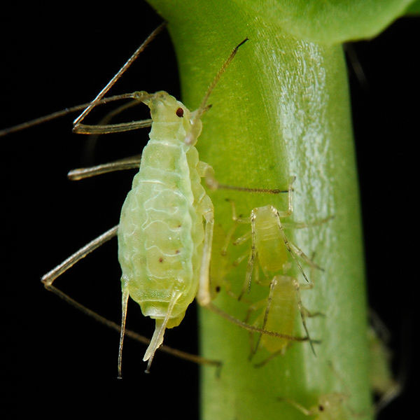 Strange insects know photosynthesis like trees
