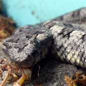 Strange is the snake 'Satan' appeared in Vietnam